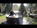Rescued Black Bear Makes A Huge Splash