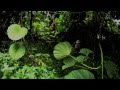 Polynesian Island Tour