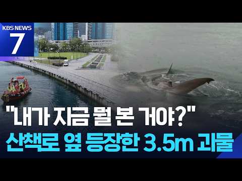 산책로 옆 수로에 3.5m 상어 출몰…시민 ‘화들짝’ / KBS 2026.09.18.