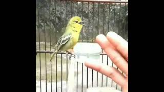 Download lagu Siulan Termantapp Burung Cipoh/Sirtu mp3 Download lagu Siulan Termantapp Burung Cipoh/Sirtu mp3