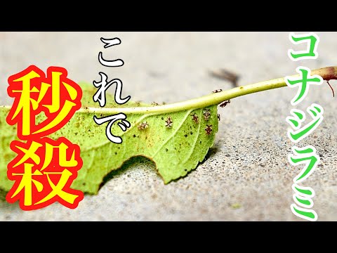 植物についたコナジラミを駆除するにはどうすればよいですか?どの植物が最も影響を受けますか?  庭園