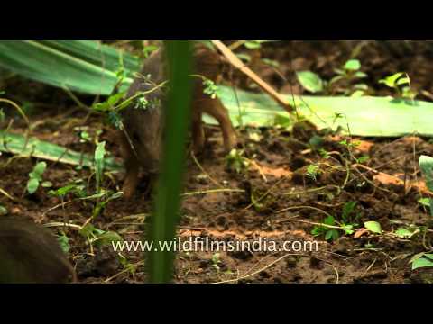 World's highly endangered Pigmy hogs being conserved in India