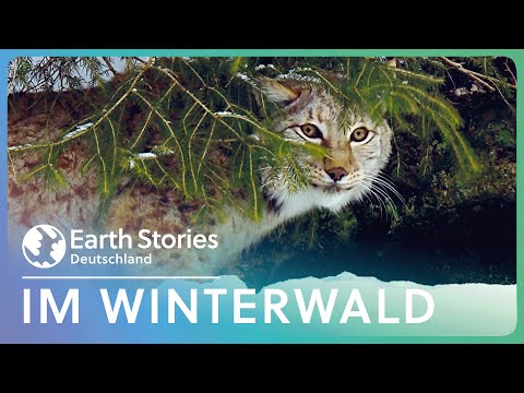 4K Doku: Tiere im Winterwald