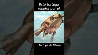 Esta tortuga respira por el TRASERO