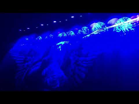 MCR Return 191220 - Opening Curtain Drop