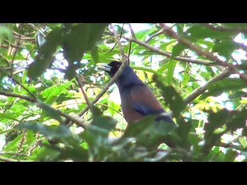 19 Amami Nature Forest　奄美自然観察の森