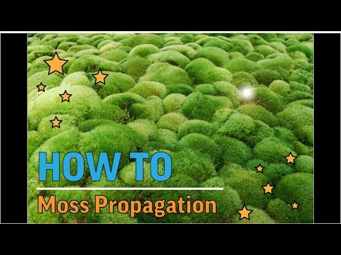 download lagu mp3 mp4 Cushion Moss, download lagu Cushion Moss gratis, unduh video klip Cushion Moss