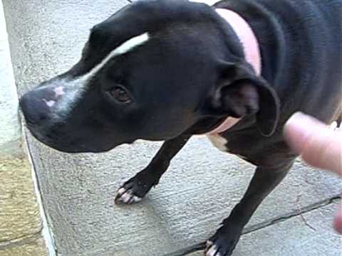 Barbie - URGENT, an adopted Pit Bull Terrier in Mansfield, OH_image-1