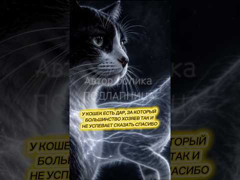 #кошки #девятьжизней #легендаокошках #любовьживотных #Подлапница