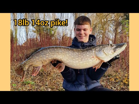 landing a 102cm canal croc! #pike #shorts #lurefishing #lmab