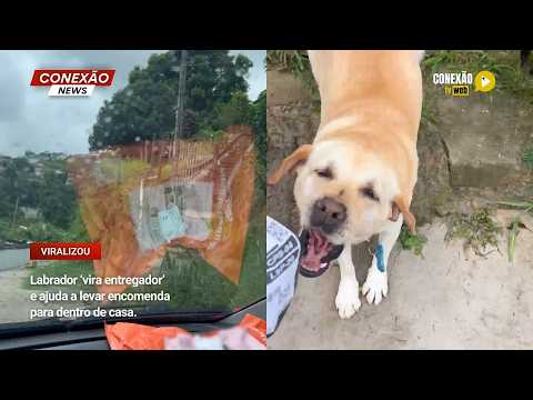 Vídeo: Labrador ‘vira entregador’ e ajuda a levar encomenda para dentro de casa.