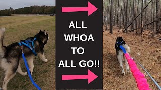 BOOST Your Dog's DRIVE On Runs!