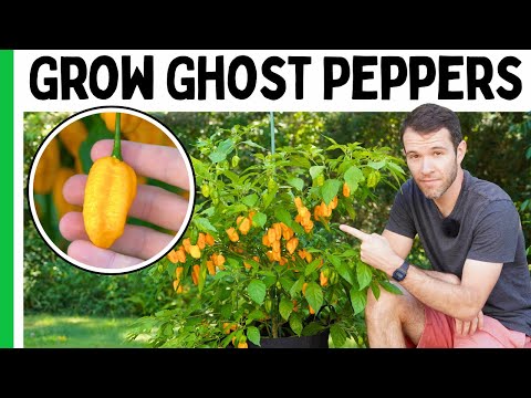 Growing GHOST PEPPERS From Seed To Harvest 🌶️
