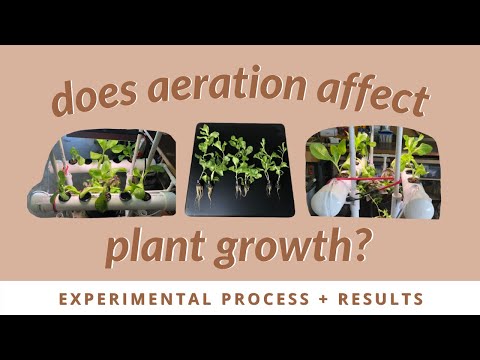 Does Aeration Affect Plant Growth? | Mini Hydroponics System Experiment