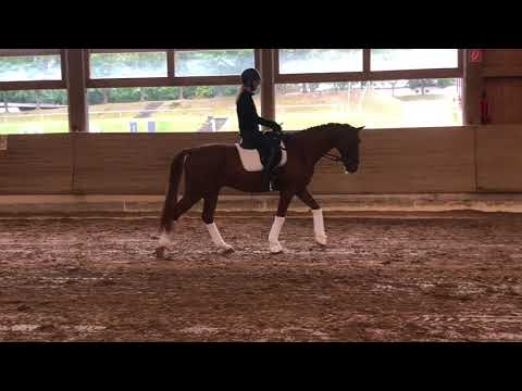 Bonifatius-Donnerhall 8yo