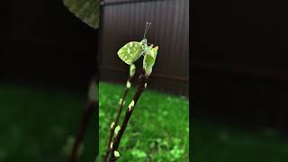 Бабочка под дождём/butterfly in the rain #nature