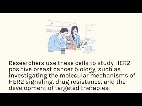 HCC1954 Xenograft Model