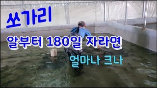 쏘가리 알부터 180일 자라면 얼마나 크나