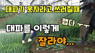 대파가 웃자라고 쓰러질때 대파 이렇게 잘라야 대파가 단단해지고 튼튼해집니다 대파재배 대파농사 대파자르기