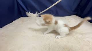 ノルウェージャンフォレストキャットの動画01