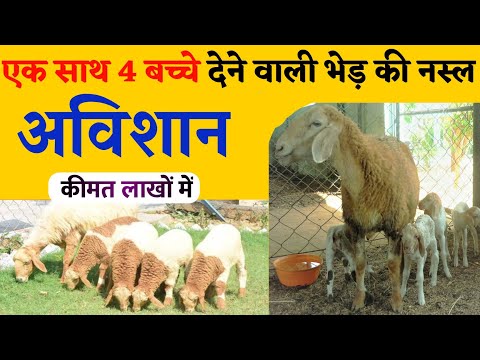 , title : 'एक साथ 4 बच्चे देने वाली भेड़ | Avishaan Sheep | sheep farming | bhed palan'