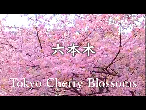 【4K】New Recommended Cherry Blossom Viewing Spots in Tokyo - Sakura, Japan. 1 hour ASMR non-stop 東京 桜