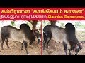 The most majestic Kangeyam bull in Tamil Nadu - Konga Kosala