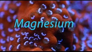Quick Chemistry: What is the Role of Magnesium in Reef Aquariums?