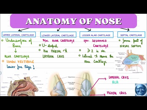 ENT🔥 ANATOMY OF NOSE II ETHMOIDAL AIR CELL II ONODI AIR CELL II HALLER CELL II BULLA ETHMOIDALIS