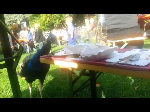 -Dummer Pfau frisst Zaziki- Und das gierig -