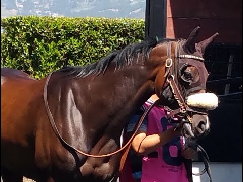 Egyptian Empire - Apr 3, 2015 - GGF - Race 3