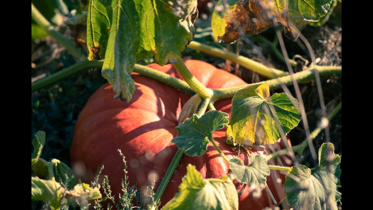 Mycelium Youth Network on Building Resilience Against Climate Change