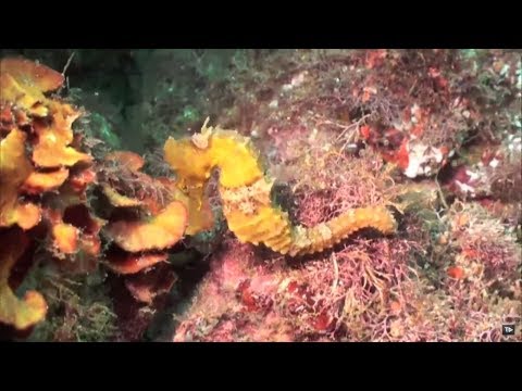 TJ UFSC 27/11/18 - REBIO Arvoredo: Biodiversidade