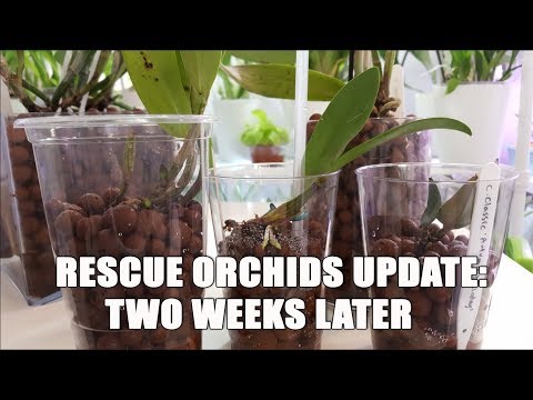 , title : 'Rescue Orchids Update! A few Surprises! Orchid Recovery Series #3'