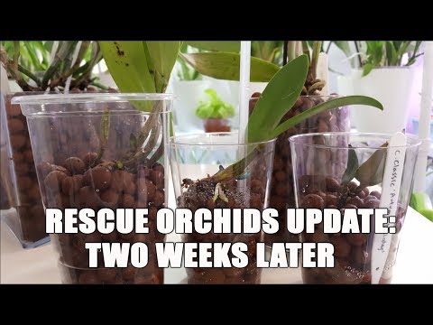 Rescue Orchids Update! A few Surprises! Orchid Recovery Series #3