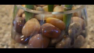 Planting Lucky Bamboo With River Rocks & Pebbles In A Glass Vase