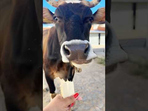 Animais comendo bolacha 🍪