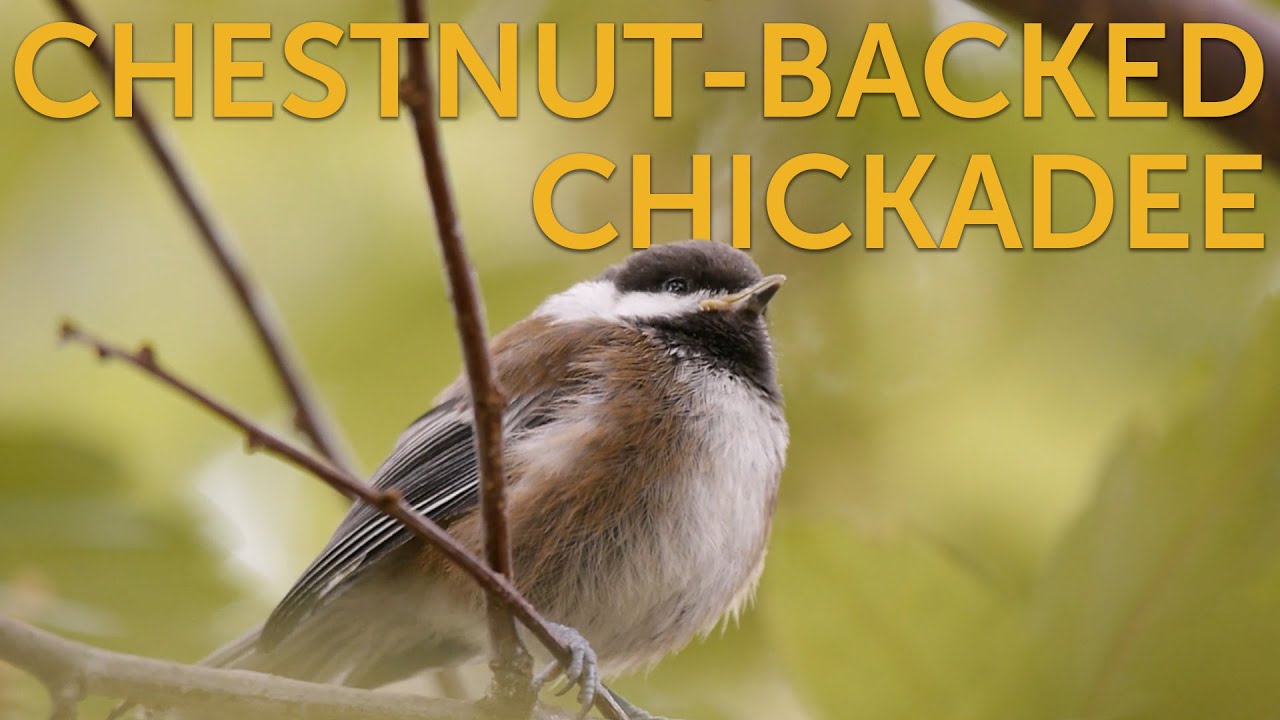 Chestnut-backed Chickadee (Immature)