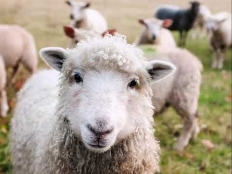 Auf die grünen Auen führt -- NAK-Chor Bez. Mecklenburg, Liveaufnahme August 1989