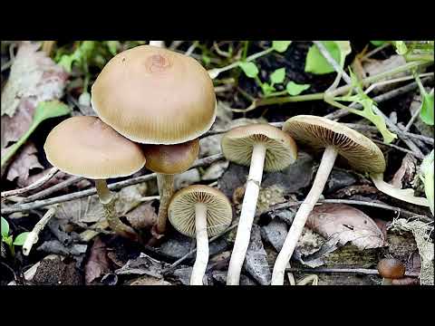 The 5 most potent mushrooms