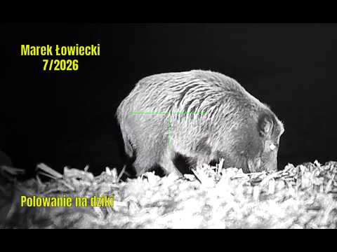 Polowanie na dziki - wild boar hunting 7/2026