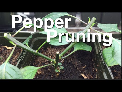 Other: Overgrow peppers - step by step instructions | 2025