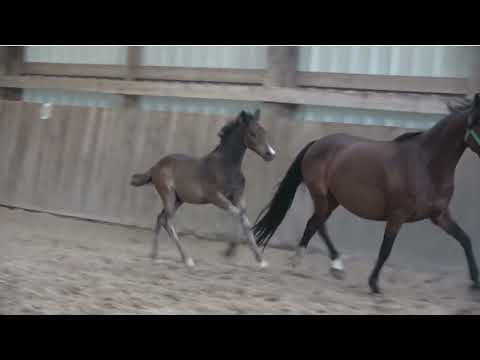 Puledro PFS Pony Francese da Sella In vendita 2023 Baio ,  HILKENS BLACK DELIGHT