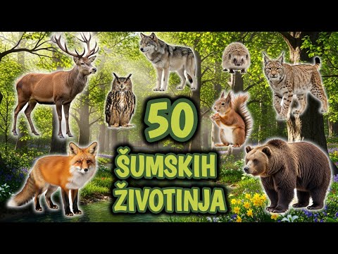 50 Šumskih Životinja za Decu – Upoznaj Zanimljive Životinje iz Šume