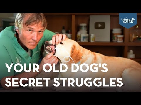 Don’t Miss These 7 Silent Health Issues In your Senior Dog