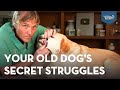 Don T Miss These 7 Silent Health Issues In Your Senior Dog