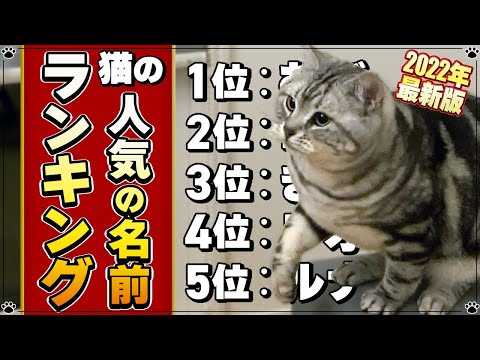 猫のさまざまな名前