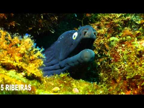 Best Diving Sites in Terceira Island