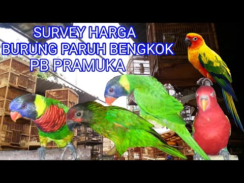 Paruh Novyj Trend Smotret Onlajn Na Sajte Trendovi Ru