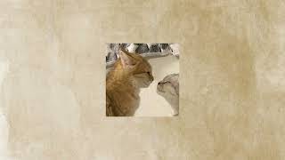 Download lagu The Smiths - There Is A Light That Never Goes Out Speed Up mp3 Download lagu The Smiths - There Is A Light That Never Goes Out Speed Up mp3